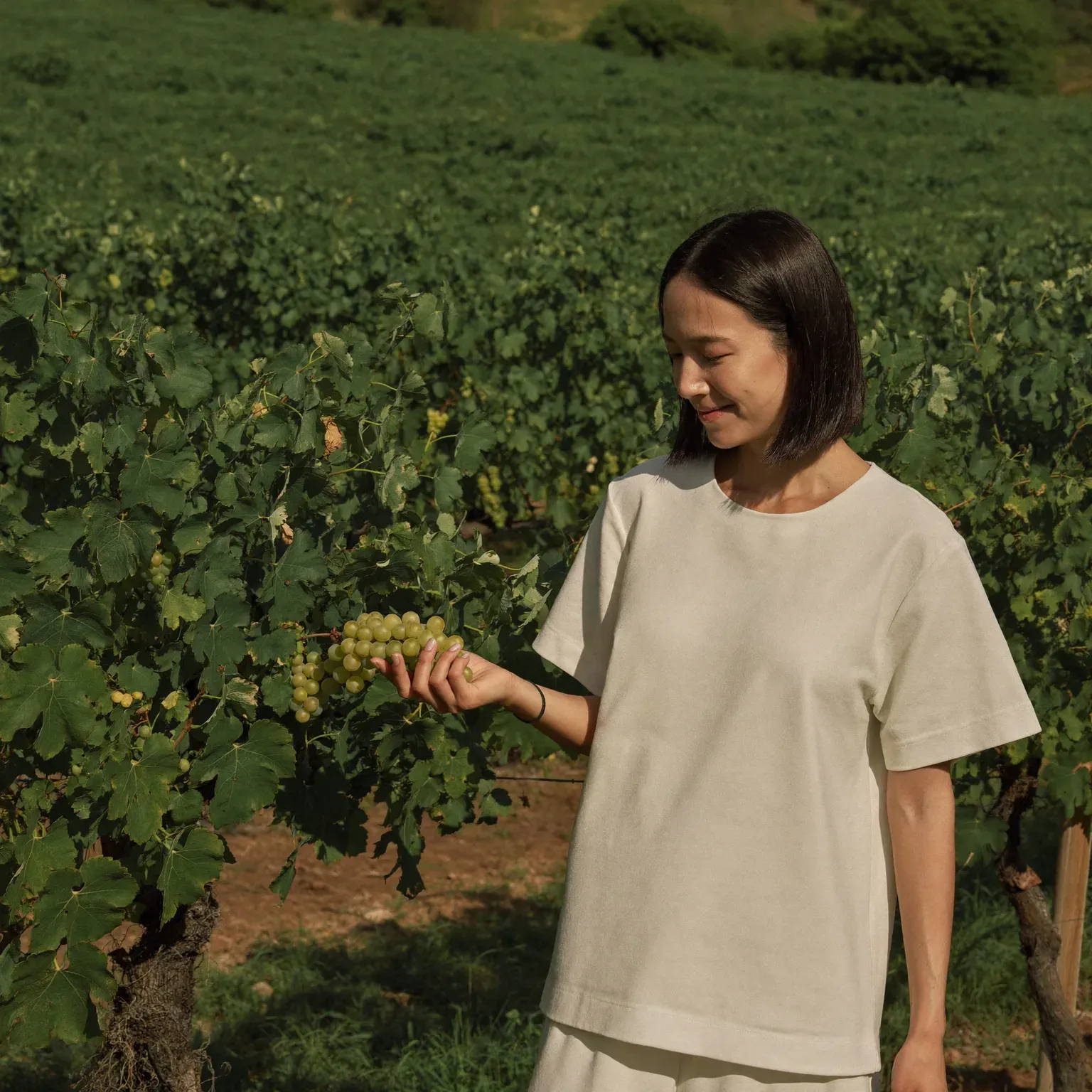 A woman picking grapes in a vineyard